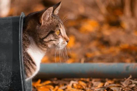 Animal selective focus, selective focus on subject, background blur,during ti Stock Photos