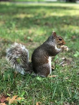 Animal selective focus, selective focus on subject, background blur,during ti Stock Photos