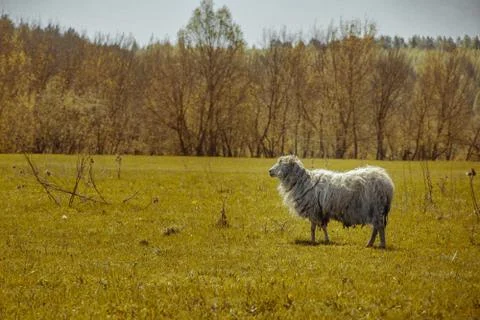 Animal selective focus, selective focus on subject, background blur,during ti Stock Photos