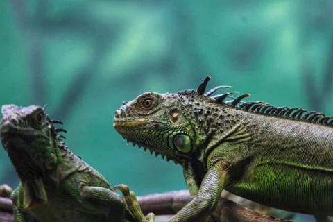 Animal selective focus, selective focus on subject, background blur,during ti Foto stock