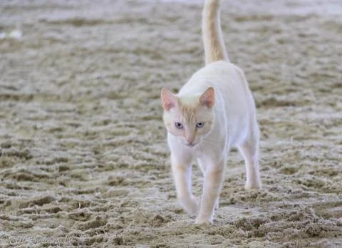 Animal selective focus, selective focus on subject, background blur,during ti Stock Photos