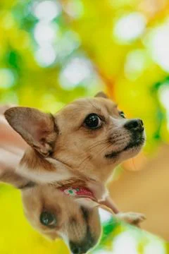 Animal selective focus, selective focus on subject, background blur,during ti Stock Photos
