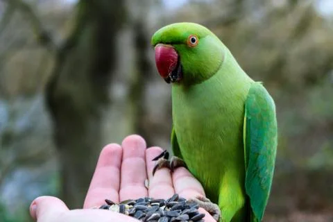 Animal selective focus, selective focus on subject, background blur,during ti Foto stock