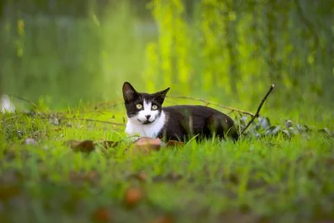 Animal selective focus, selective focus on subject, background blur,during ti Stock Photos
