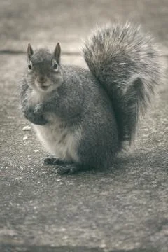 Animal selective focus, selective focus on subject, background blur,during ti Stock Photos