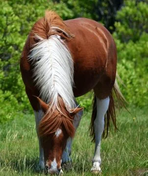 Animal selective focus, selective focus on subject, background blur,during ti Stock Photos