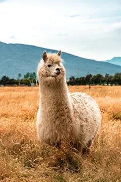 Animal selective focus, selective focus on subject, background blur,during ti Stock Photos