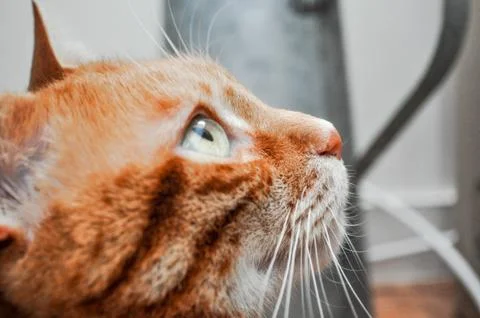 Animal selective focus, selective focus on subject, background blur,during ti Stock Photos