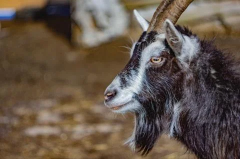 Animal selective focus, selective focus on subject, background blur,during ti Stock Photos