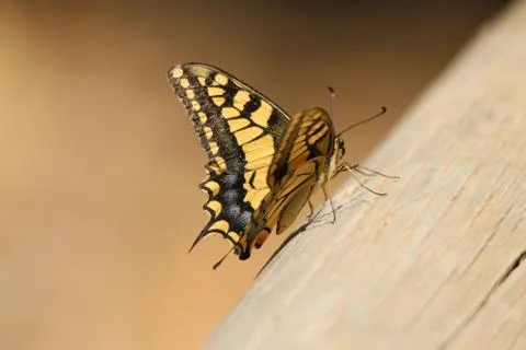 Animal selective focus, selective focus on subject, background blur,during ti Stock Photos