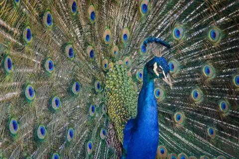 Animal selective focus, selective focus on subject, background blur,during ti Foto stock
