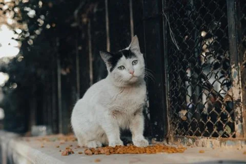 Animal selective focus, selective focus on subject, background blur,during ti Stock Photos