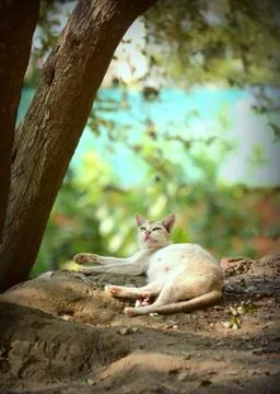 Animal selective focus, selective focus on subject, background blur,during ti Foto stock