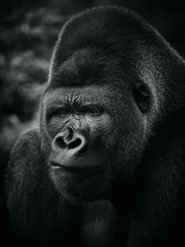 Animal selective focus, selective focus on subject, background blur,during ti Stock Photos