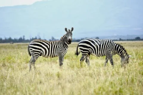 Animal selective focus, selective focus on subject, background blur,during ti Stock Photos