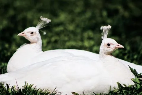 Animal selective focus, selective focus on subject, background blur,during ti Stock Photos