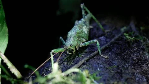 Animal selective focus, selective focus on subject, background blur,during ti Stock Photos