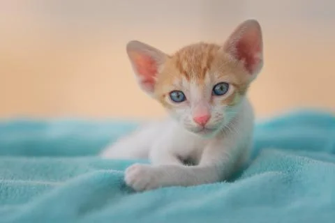 Animal selective focus, selective focus on subject, background blur,during ti Stock Photos