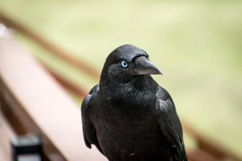 Animal selective focus, selective focus on subject, background blur,during ti Stock Photos
