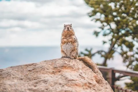 Animal selective focus, selective focus on subject, background blur,during ti Stock-Fotos