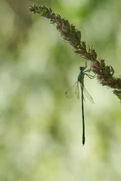 Animal selective focus, selective focus on subject, background blur,during ti Stock Photos