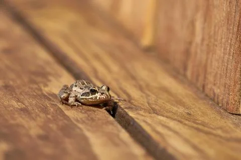 Animal selective focus, selective focus on subject, background blur,during ti Stock Photos