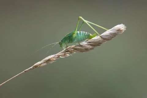Animal selective focus, selective focus on subject, background blur,during ti Stock Photos