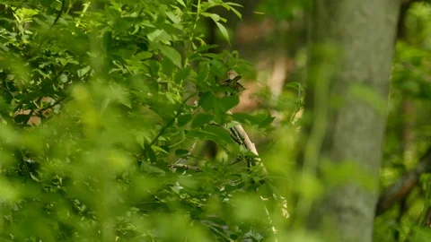 Animal sex scene of indigo bunting coupl... | Stock Video | Pond5
