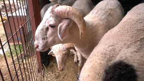 Animal Sheeps in Barn Stock Footage 93761979