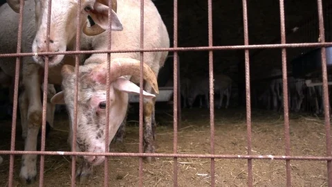 Animal Sheeps in Barn Stock Footage 93762023
