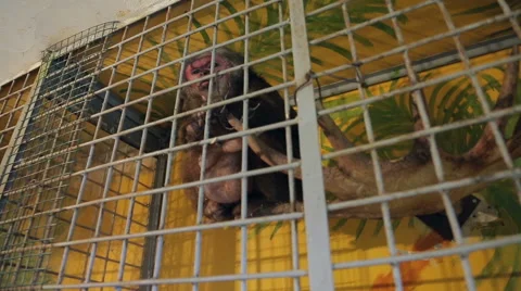 Animal shelter, monkey in a cage Stock Footage 44378659