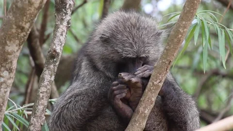 An animal sitting on a branch Video stock 155357637