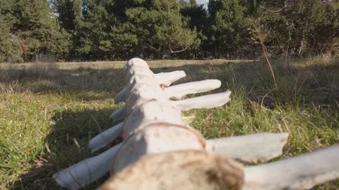 Animal Skeleton Bones Lying in Grass Mountain Field Nature Decay Stock Footage 180994496