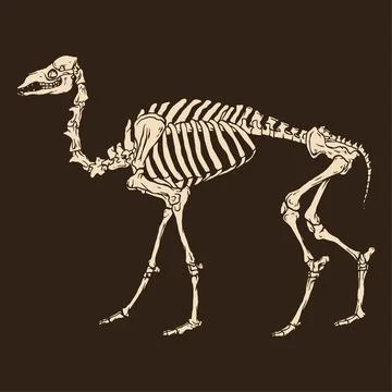 Animal skeleton camel vector illustration Stock Illustration