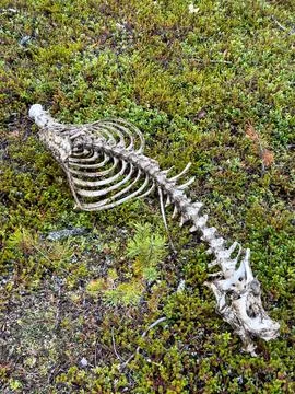 Animal Skeleton on Forest Ground Stock Photos