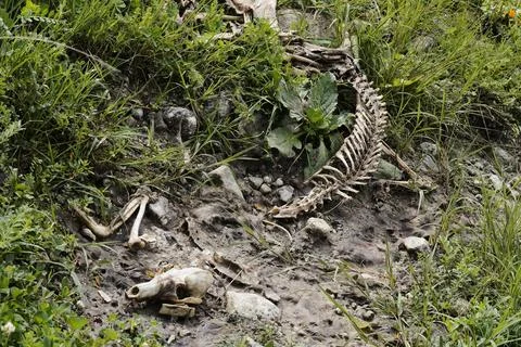 An animal skeleton in the grass. Photos