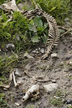 An animal skeleton in the grass. 스톡 사진