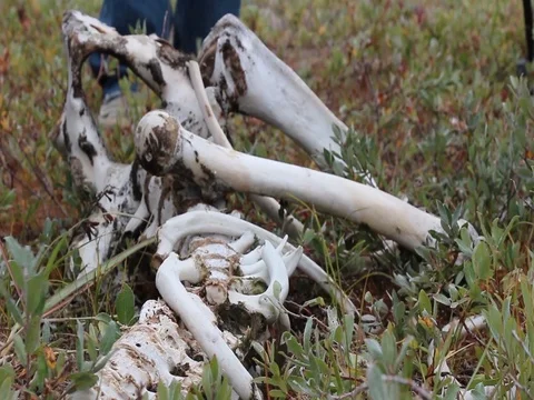 Animal Skeleton laying in the wild Stock Footage 80961508