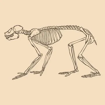 Animal skeleton monkey vector illustration Stock Illustration