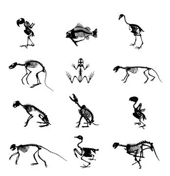 Animal skeleton set vector silhouette illustration isolated. 스톡 일러스트