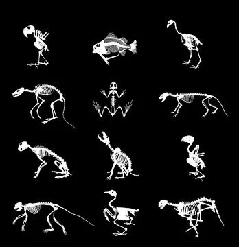 Animal skeleton set vector silhouette illustration isolated. Stock Illustration