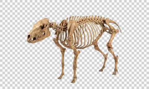 Animal skeleton side view on transparent background bone structure Stock Photos