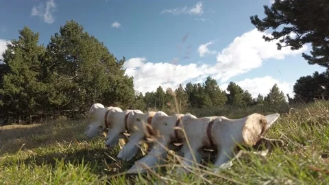 Animal Skeleton Spine Bones Lying in Grass Mountain Field Nature Decay Stock Footage 180993667