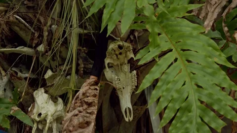 Animal Skull Attached to a Tree with Forest Ferns Stock Footage 244361552