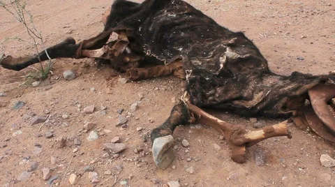 Animal Skull Body Remains Stock Footage