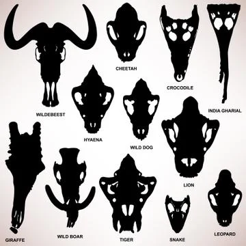 Animal Skull Bone Skeleton Stock Illustration