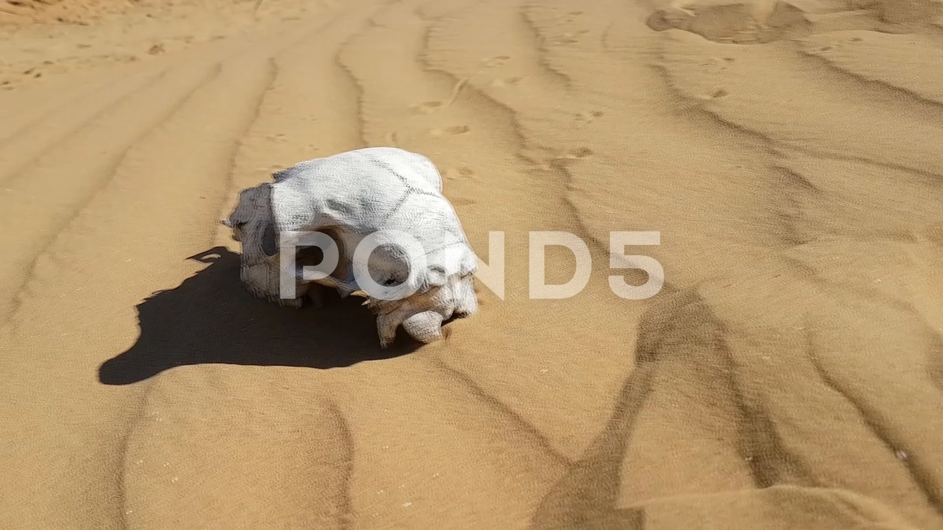 Animal skull on desert sand | Stock Video | Pond5