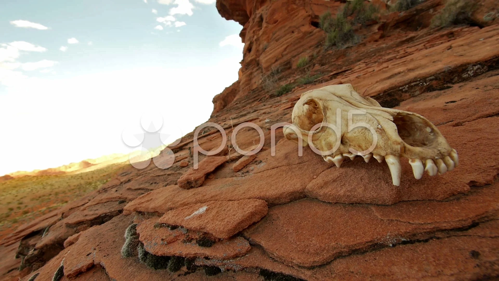 Animal Skull in Desert Wilderness on San... | Stock Video | Pond5