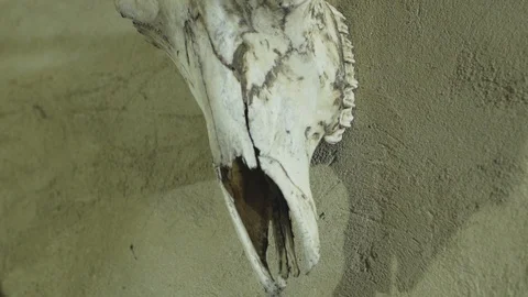 Animal skull Video stock 88074120