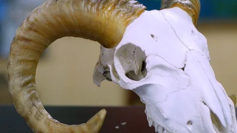Animal skull Stock-Footage 88377623